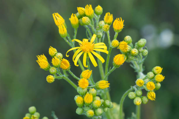 istock Jacobaea vulgaris,  Senecio jacobaea yellow flowers 1158150114
