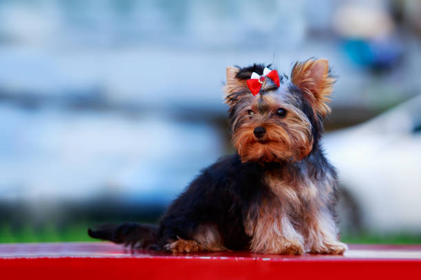 istock Dog breed miniature Yorkshire terrier 1158150323