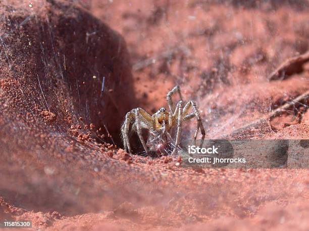 Foto de Aranha De Lanche e mais fotos de stock de Aranha - Aracnídeo - Aranha - Aracnídeo, Deserto, Animais caçando