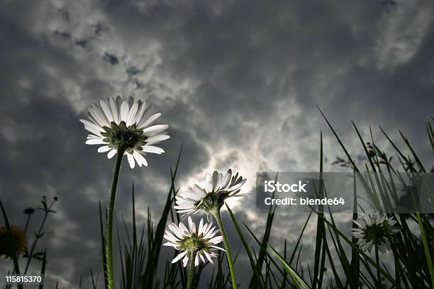 Dramatische Blumen Stockfoto und mehr Bilder von Blitzbeleuchtung - Blitzbeleuchtung, Blume, Dramatischer Himmel