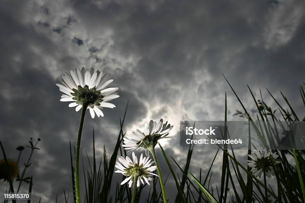 Photo libre de droit de Des Fleurs banque d'images et plus d'images libres de droit de Angle - Angle, Ciel, Ciel menaçant