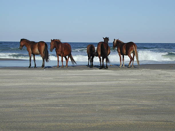 istock Wild Horses on the Beach 115815436