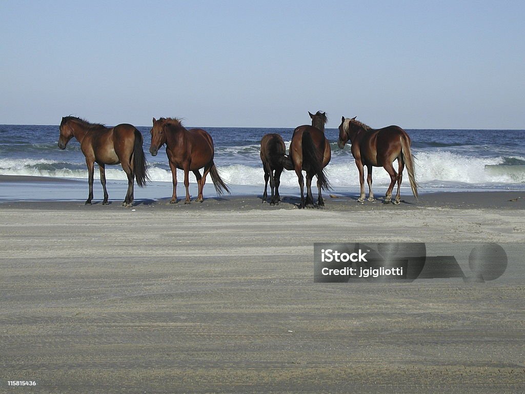 Dzikie konie na plaży - Zbiór zdjęć royalty-free (Koń)