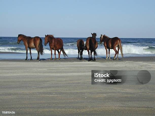Dzikie Konie Na Plaży - zdjęcia stockowe i więcej obrazów Koń - Koń, Stan Karolina Północna, Zwierzęta w naturze