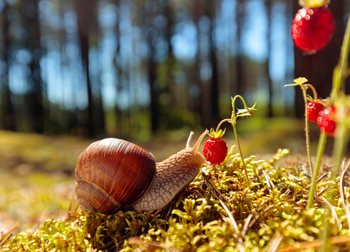 Big snail in the sink crawling to strawberries, summer day in the woods.