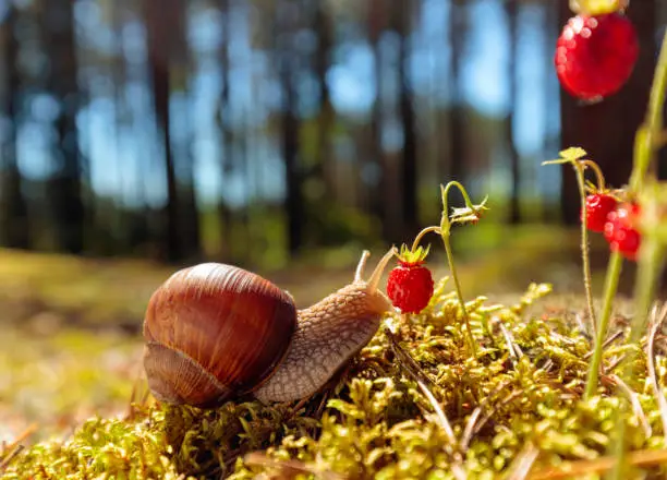 Photo of Big snail in the sink crawling to strawberries, summer day in the woods.