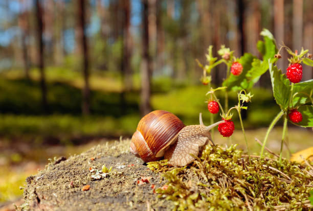 big snail in the sink crawling to strawberries, summer day in the woods. - wet strawberry macro fruit imagens e fotografias de stock
