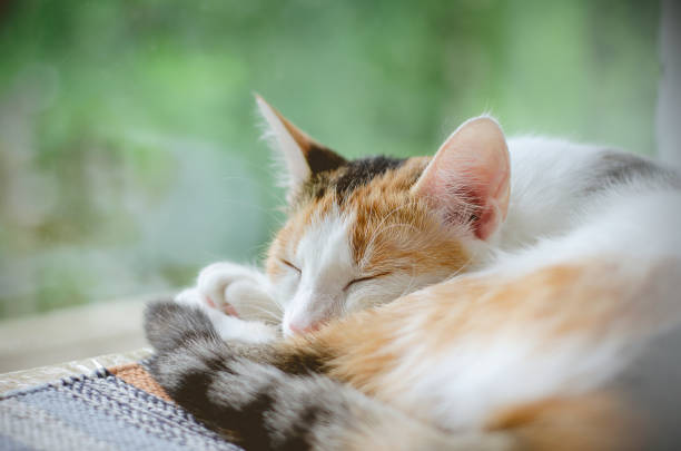 istock Tricolor cat sleeping near the window. Lazy. 1158155473