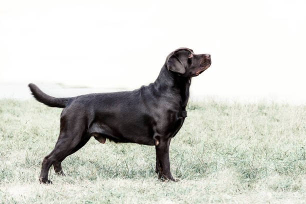 istock rack of a charming Labrador retriever standing on a grass on dog show 1158155752