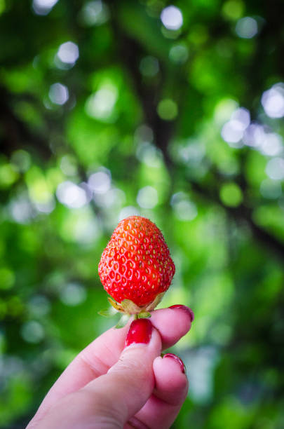 istock strawberry in woman's hand 1158156953