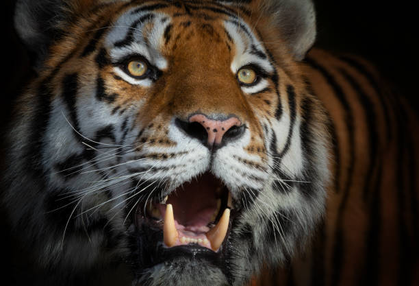 istock Male siberian tiger 1158159250