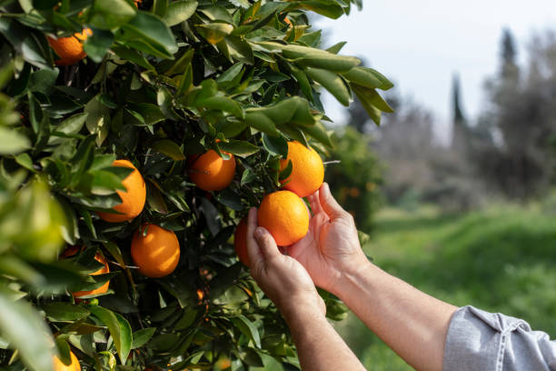 istock Close up Hand and Oranges in Orange Farm with Beautiful Sunshine 1158159727