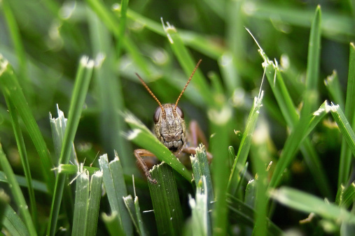 Macro photo of grasshopper hiding among chewed blades of grass. Stalker.