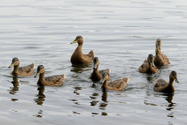istock Mallards or ducks on the lake 1158160530