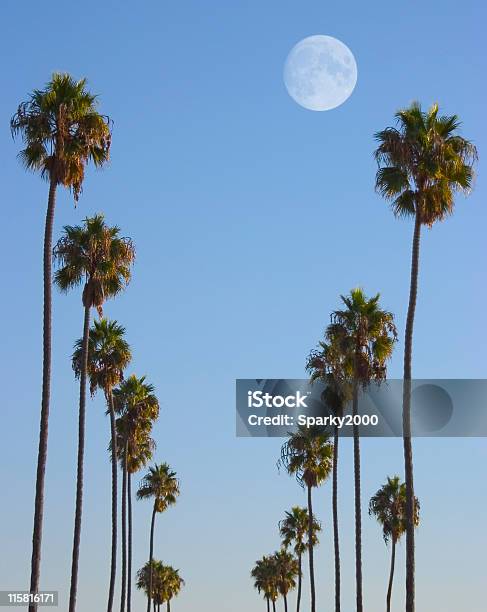 Hollywood Paradise Stock Photo - Download Image Now - Beach, California, City Of Los Angeles