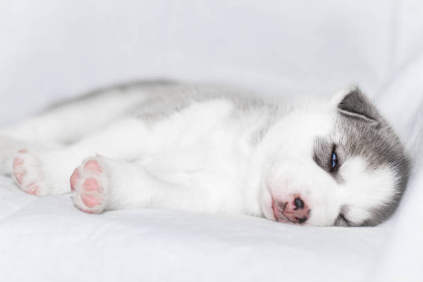 istock Cute siberian husky puppy sitting on white background 1158162258