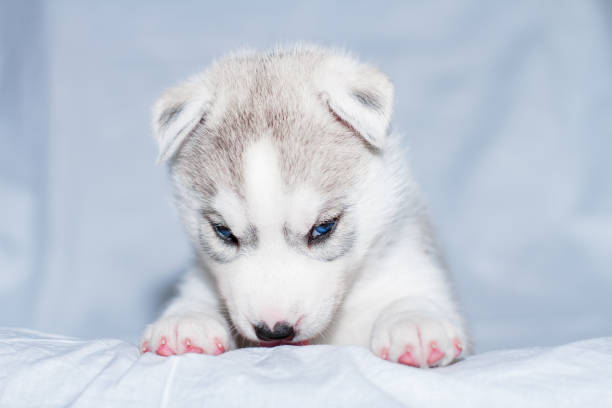 istock Cute siberian husky puppy sitting on white background 1158162324