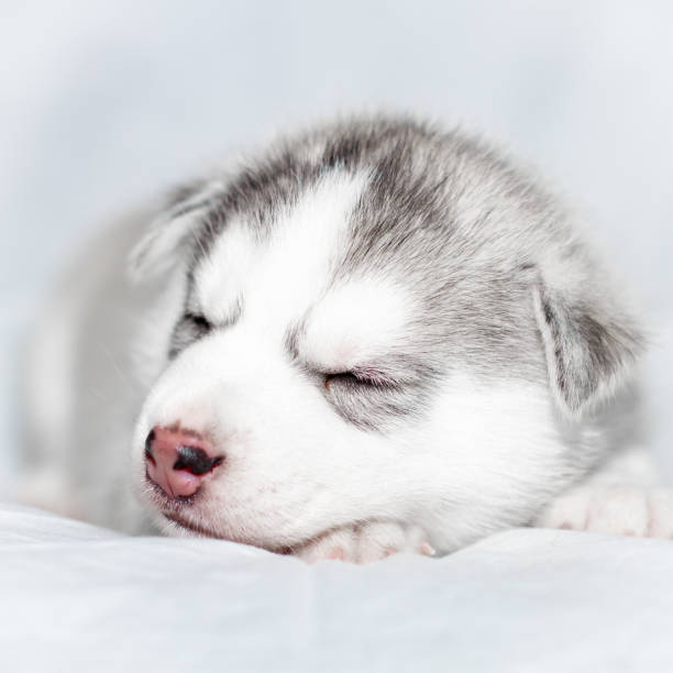 istock Cute siberian husky puppy sitting on white background 1158162442