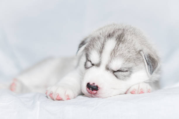 istock Cute siberian husky puppy sitting on white background 1158162601