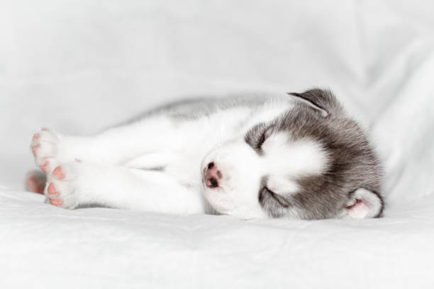 istock Cute siberian husky puppy sitting on white background 1158162620