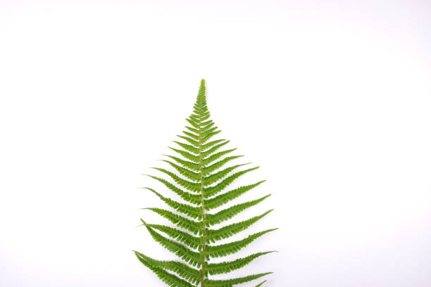 istock Christmas tree from fresh fern leave on white background 1158162622