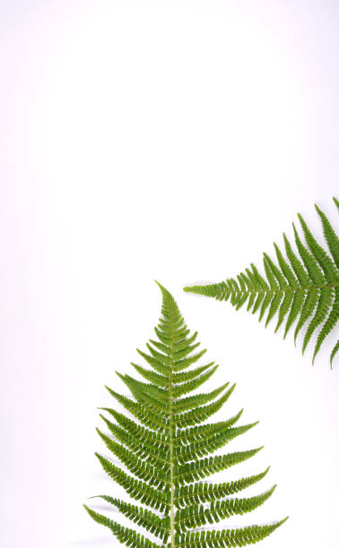 istock Fern leaves pattern on white background with copy space for your own text 1158162650