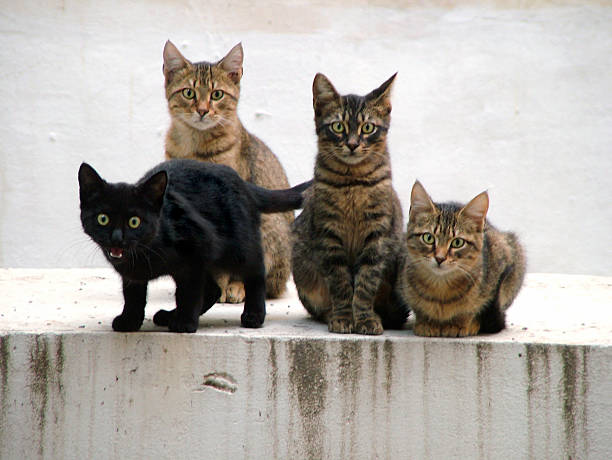 440+ Four Black Cats Stock Photos, Pictures & Royalty-Free Images - iStock