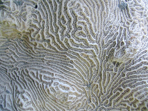 Close-up of white brain coral with some discoloration Close-up of white brain coral pattern. turks and caicos islands caicos islands bahamas island stock pictures, royalty-free photos & images