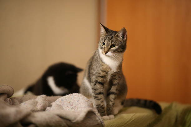 istock Striped cat sitting on a sofa in the room. Grey cat with beautiful patterns. 1158167193
