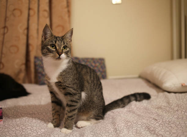 istock Striped cat sitting on a bed in the room. Grey cat with beautiful patterns. 1158167201