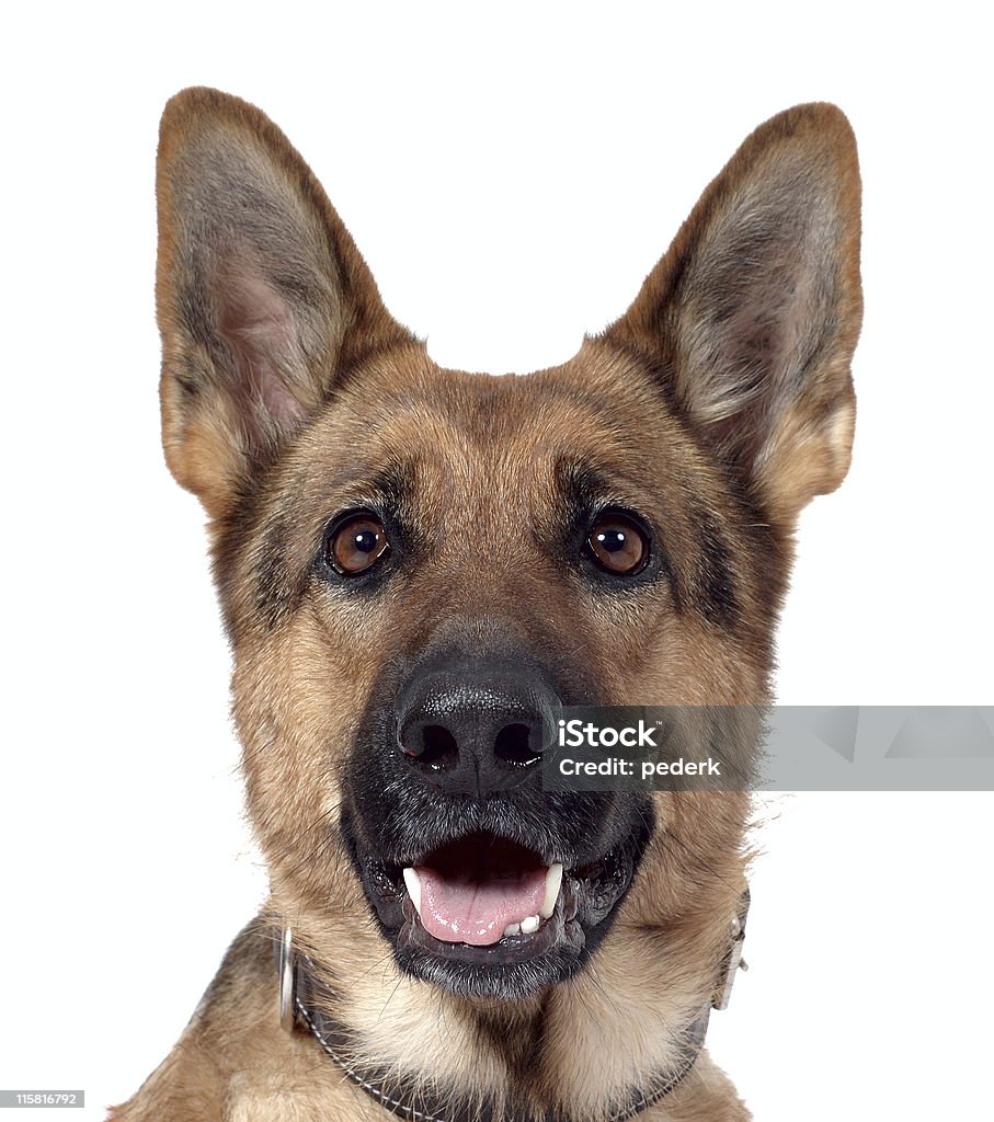 Pastore Tedesco isolato - Foto stock royalty-free di Addestratore di cani-poliziotto