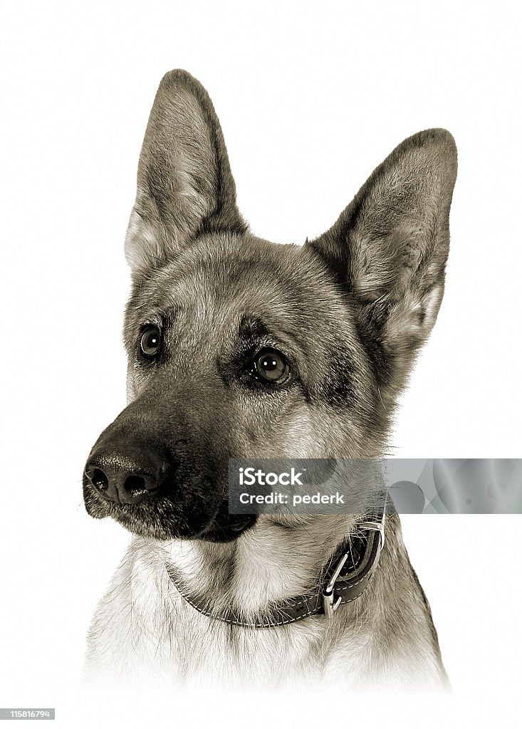 German shepherd S/W - Lizenzfrei Deutscher Schäferhund Stock-Foto