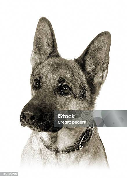 German Shepherd S W Stockfoto und mehr Bilder von Deutscher Schäferhund - Deutscher Schäferhund, Deutschland, Farbbild