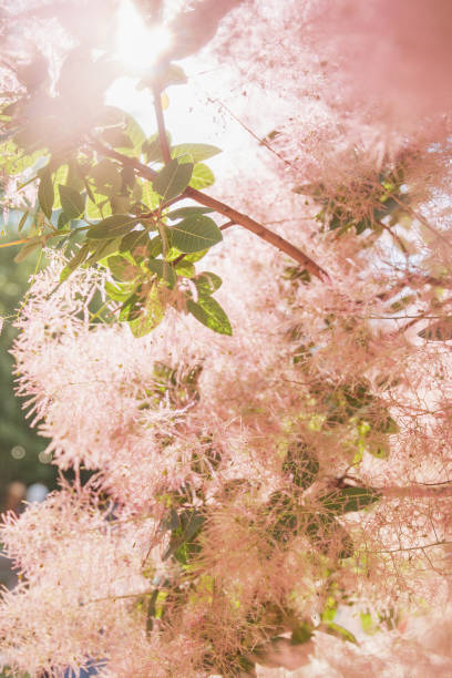 árvore de fumo de florescência (coggygria do cotinus) - european smoketree - fotografias e filmes do acervo