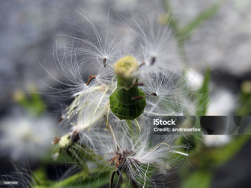 Amacro du dandelions. - Photo de Adulte d'âge mûr libre de droits