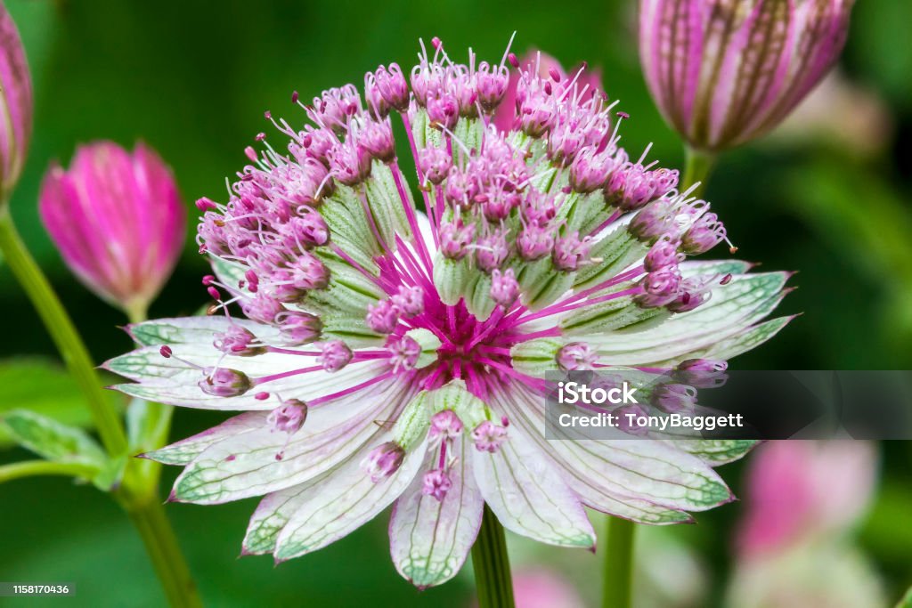 Astrantia major 'Rubra' Astrantia major 'Rubra'  a red pink herbaceous perennial flower plant commonly known as great black masterwort Astrantia Stock Photo