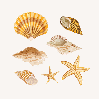 Golden shells and starfishes on a light background. Vector illustration
