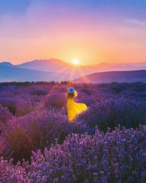 Young woman enjoying lavender field at sunset Rear view of young beautiful woman with yellow dress and blue hat having fun in the Lavender farm in Aegean Region, Turkey with setting sun giving sunburst from behind a mountain scene scented stock pictures, royalty-free photos & images