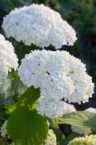 White Hydrangea arborescens Annabelle, backlit by the sun in summer. Flowers of smooth hydrangea (Hydrangea arborescens)