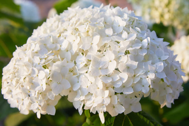 fiori di ortensia bianca arborescens annabelle - annabelle foto e immagini stock