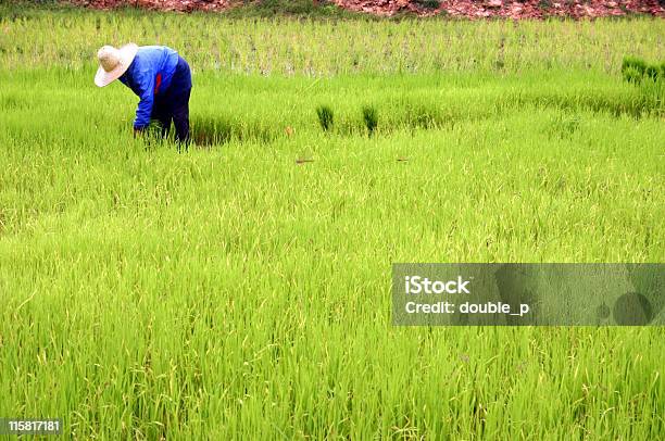 Campo De Arroz Foto de stock y más banco de imágenes de Adulto - Adulto, Agricultor, Agricultora