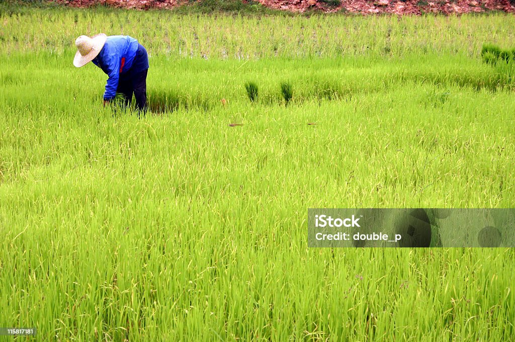 Risaia - Foto stock royalty-free di Acqua