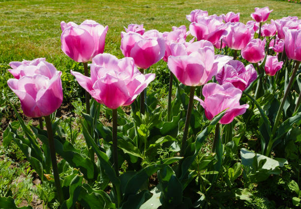 istock Blooming purple tulips in the springtime 1158171855