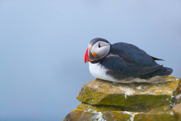 istock Cute iconic puffin bird, Iceland 1158172225
