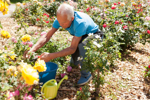 istock Man cutting with scissors roses bushes 1158172293