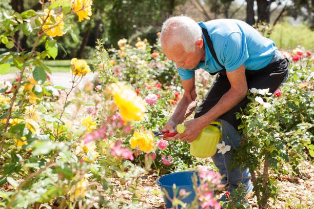 istock Man cutting back shoots of rose bushes 1158172296