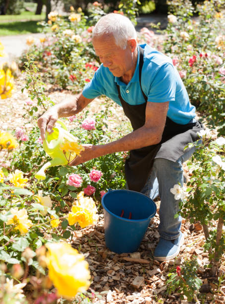 istock Man watering roses at flower bed 1158172297