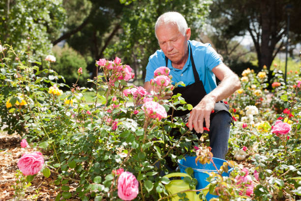 istock Man cutting with scissors roses bushes 1158172299