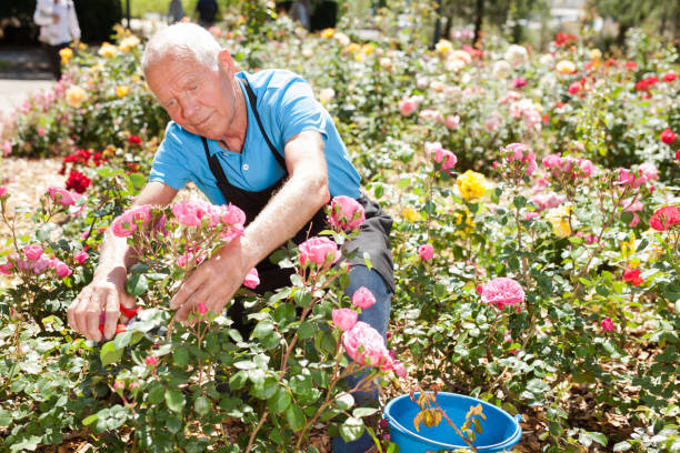 istock Man cutting with scissors roses bushes 1158172300
