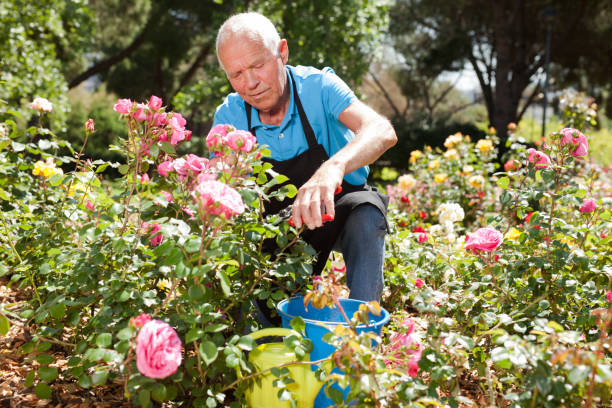 istock Man cutting with scissors roses bushes 1158172302